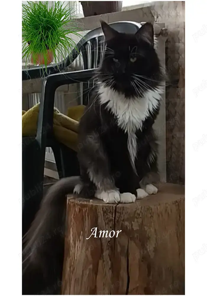 Motan Maine Coon - Timisoara