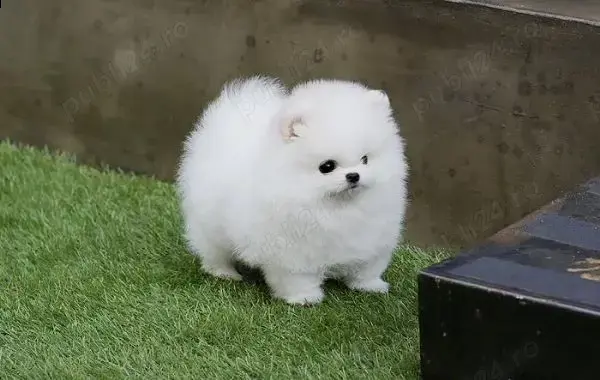 Pomeranian mini  100% rasa pura, super jucausi, energici, Pasaport-Transport la Zalau