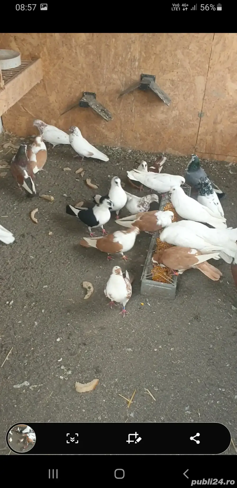 De vînzare jucători de galați