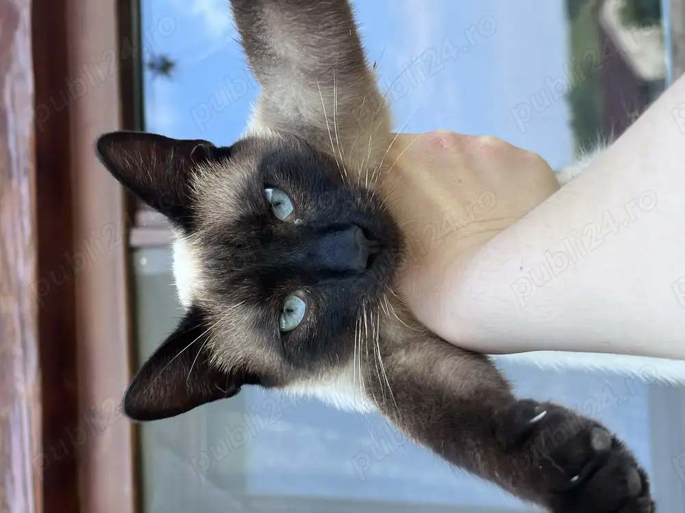 Pisici spre adoptie Pisici spre adoptie