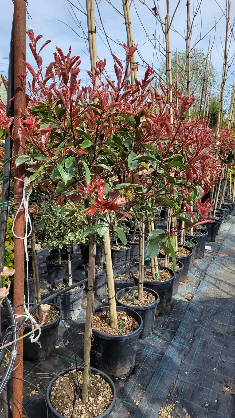 Ingrijitor plante ornamentale