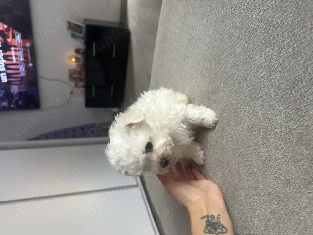 De Vânzare Pui Bichon Mini Toy   2 Luni