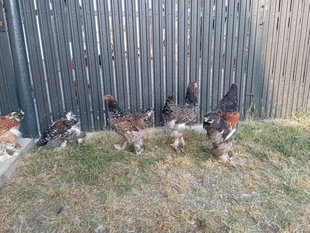 pui brahma porțelan și alte culori 