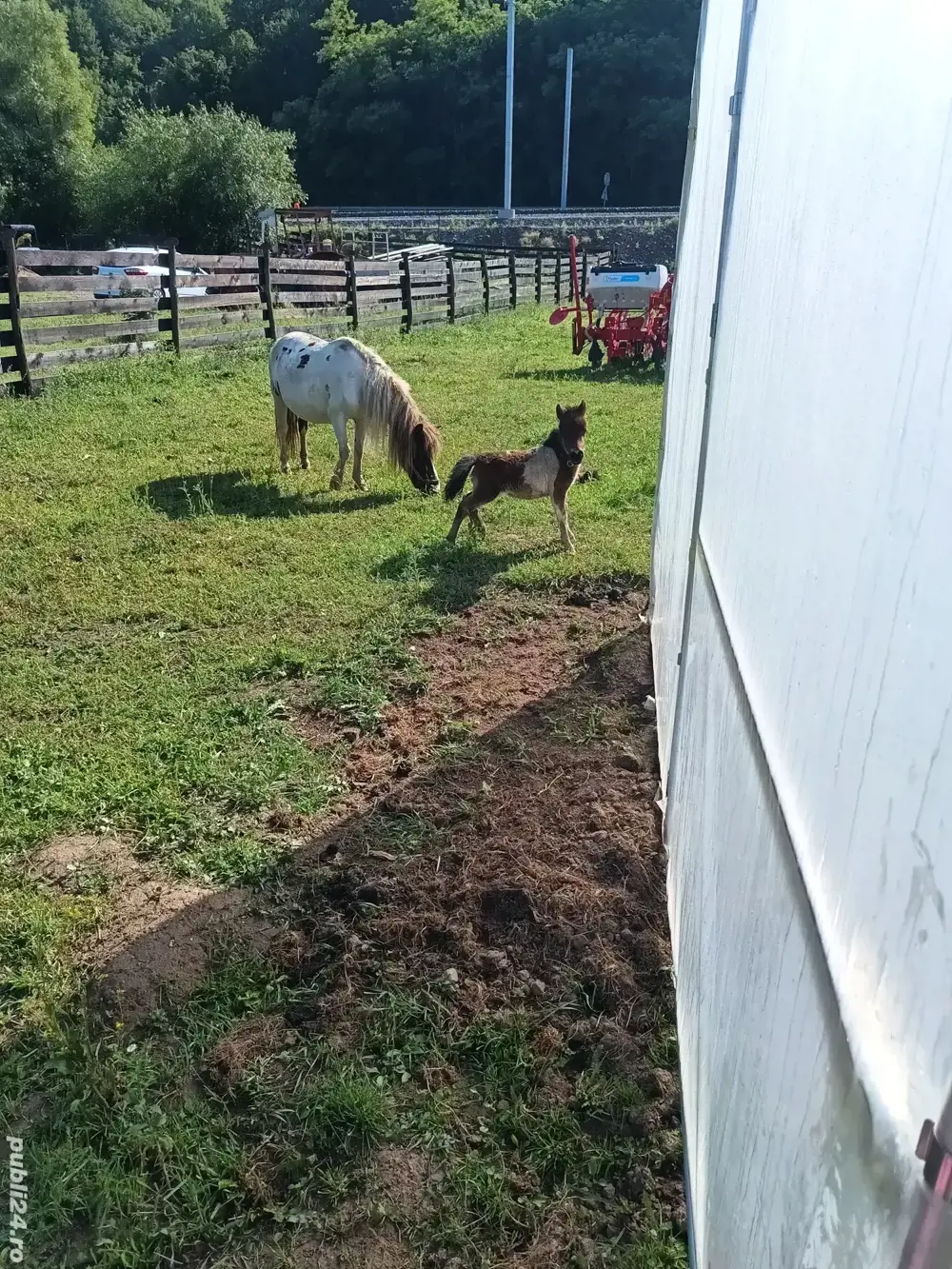 ponei de talie mică 