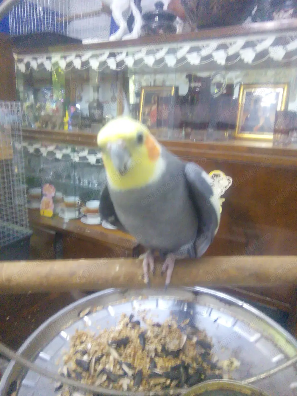 Papagal dresat  băiețel