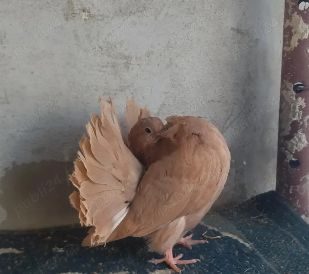 Porumbei rotați și mondaine francaise