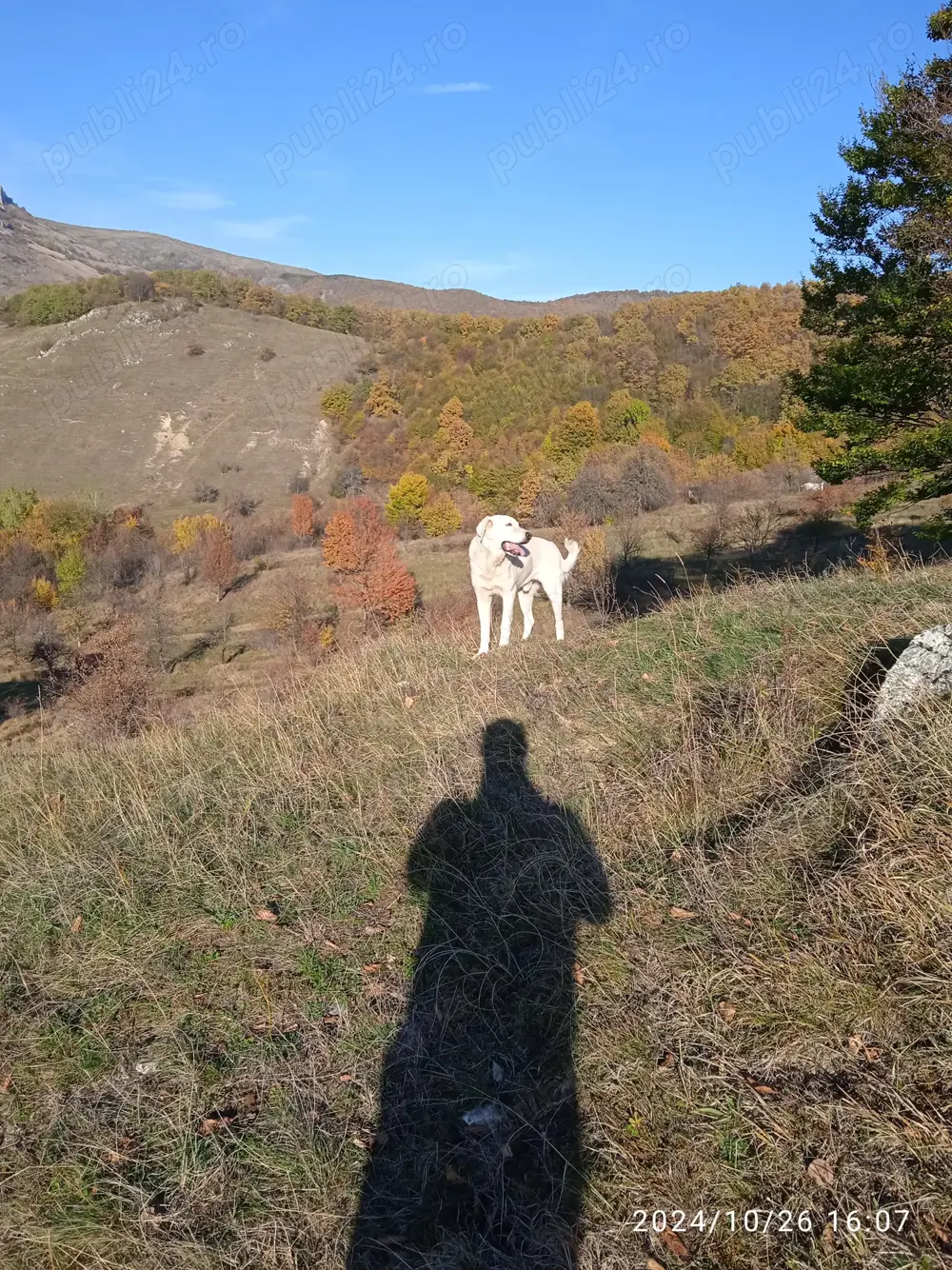 De vanzare cainii de paza un mascul de doi Ani sí un mascul de 4 Ani accept sí unele schimburi cu al De vanzare cainii de paza un mascul de doi Ani sí un mascul de 4 Ani accept sí unele schimburi cu al