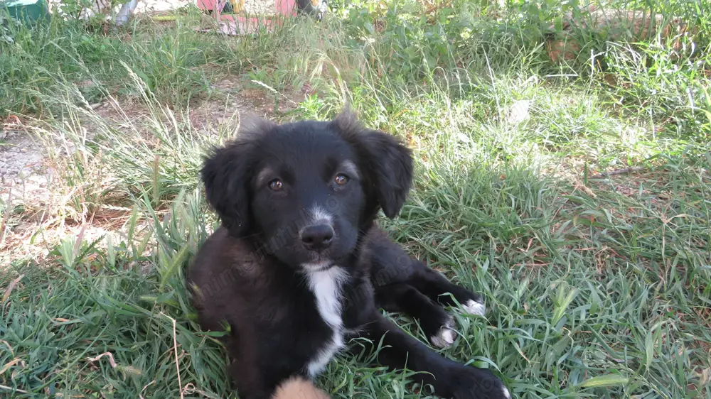 Donez căței iubitorilor de animale