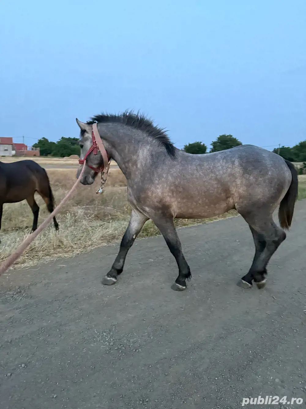 harmasar de vinzare are 2 ani 4 luni mai multe detali nr tel  harmasar de vinzare are 2 ani 4 luni mai multe detali nr tel