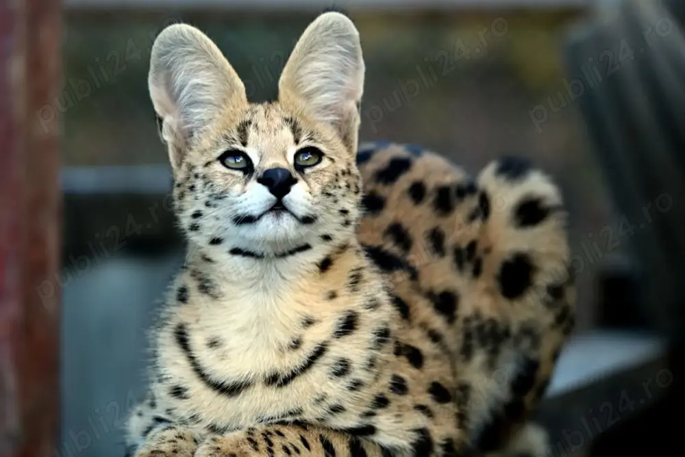 Pisici rasa serval Pisici rasa serval