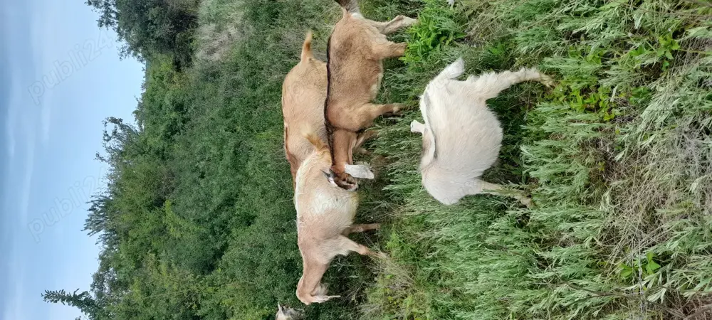 Vând iezi metis anglo nubian cu alpin francez 