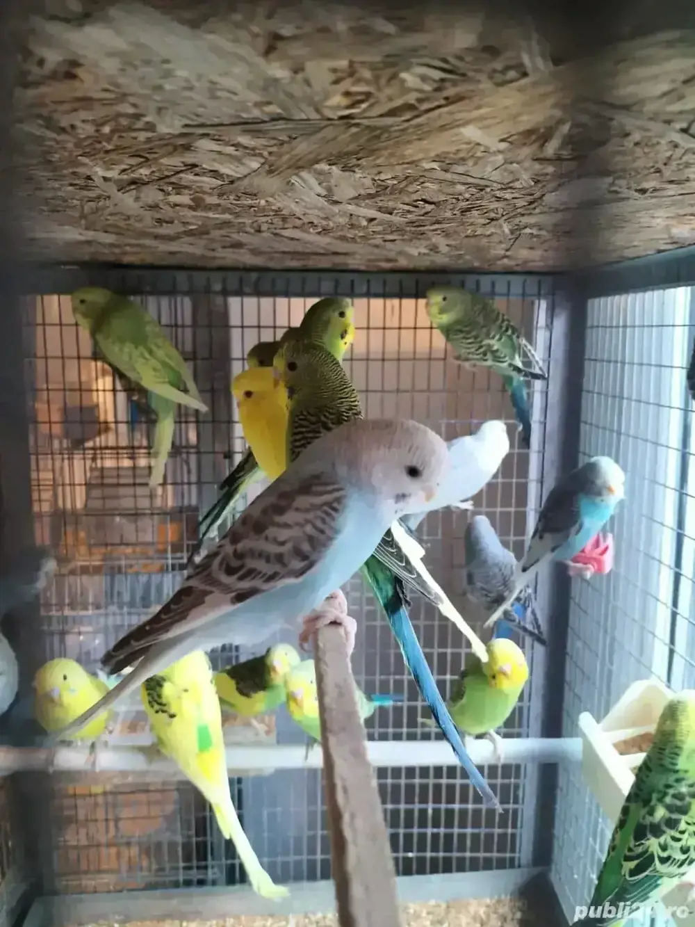 vând peruși vând peruși