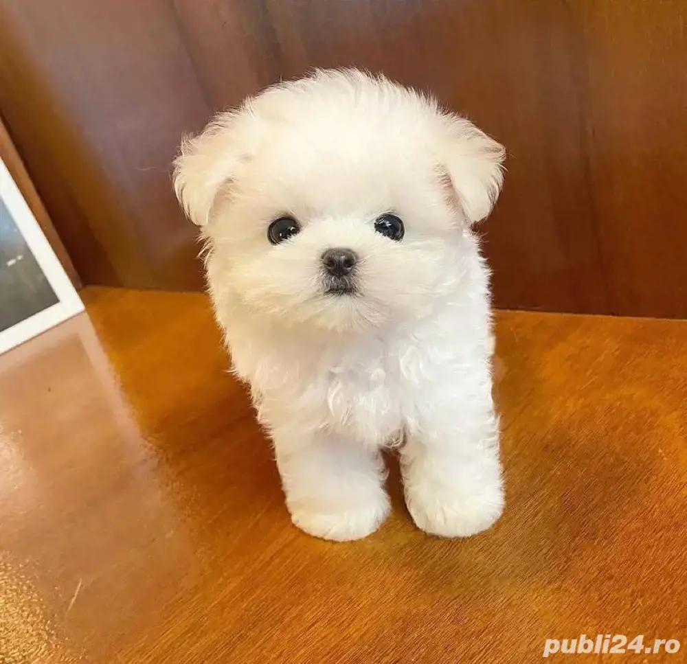 Bichon Maltez Mini Toy vaccinat 