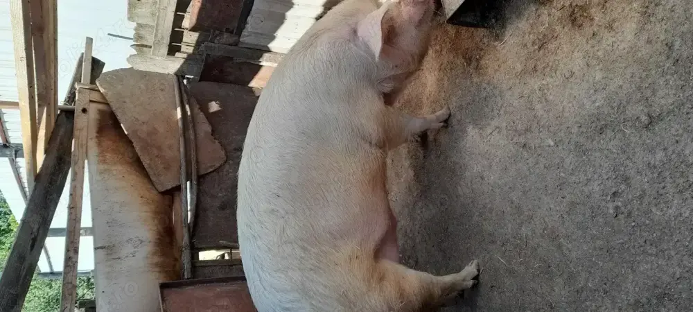 Porc de vânzare!!! Porc de vânzare!!!