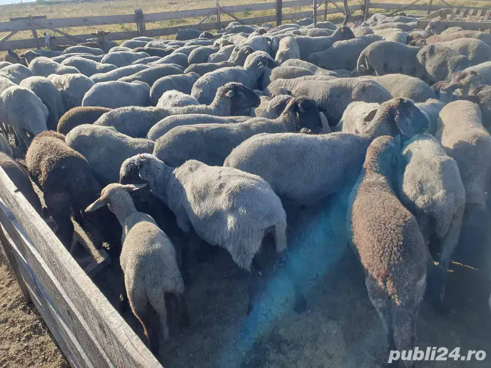 Vand berbecuti si iezi Vand berbecuti si iezi