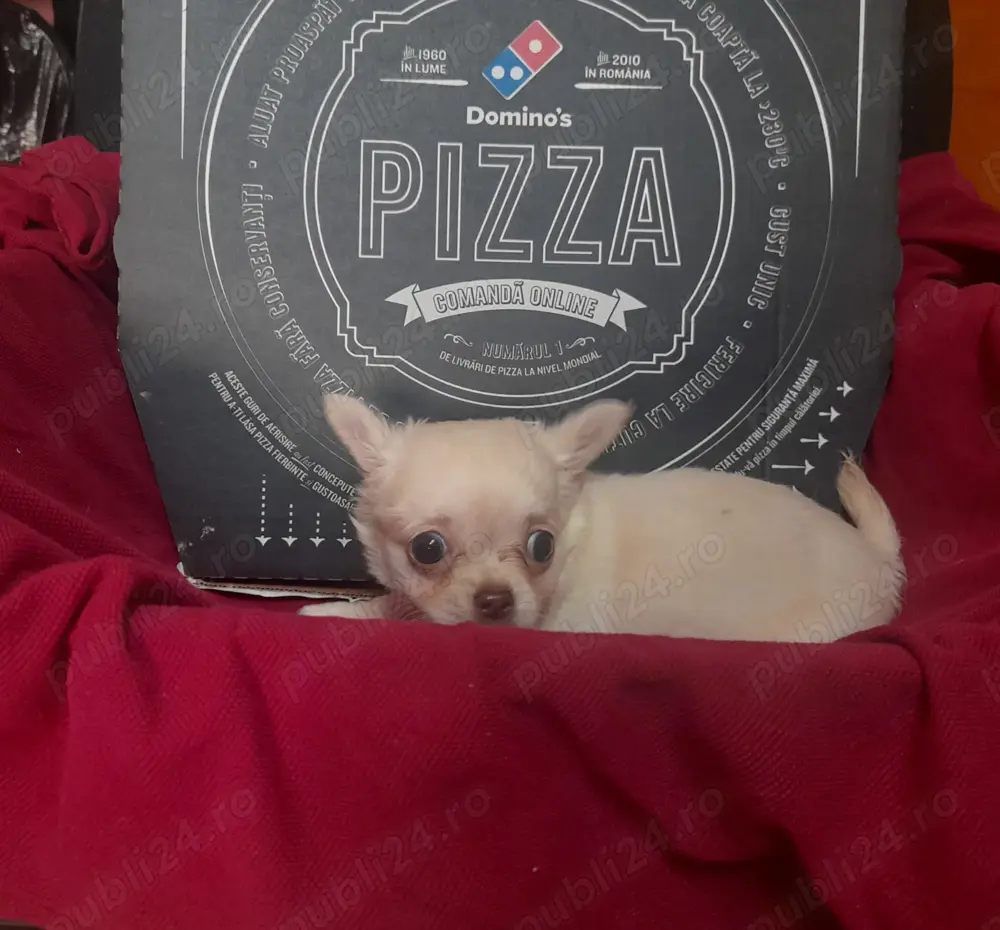 Vand Chihuahua pui superbi din parinti cu pedigree