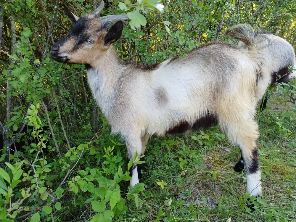 Vând iezi pentru sacrificat sau păstrat  Vând iezi pentru sacrificat sau păstrat