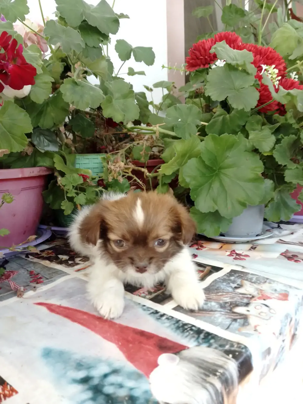 un catel shih tzu un catel shih tzu