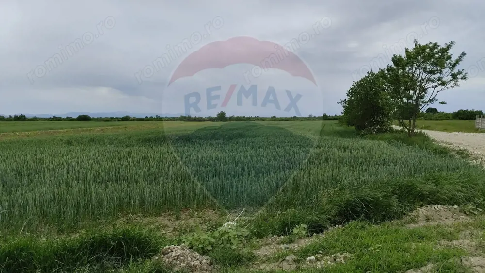 Teren intravilan Ulmeni !