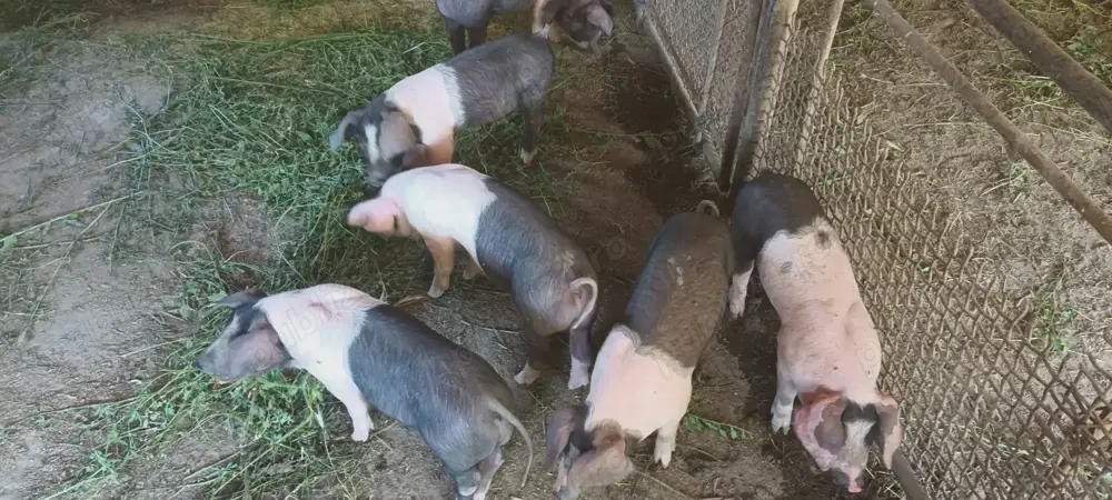 Grasuni Bazna-Pietrain