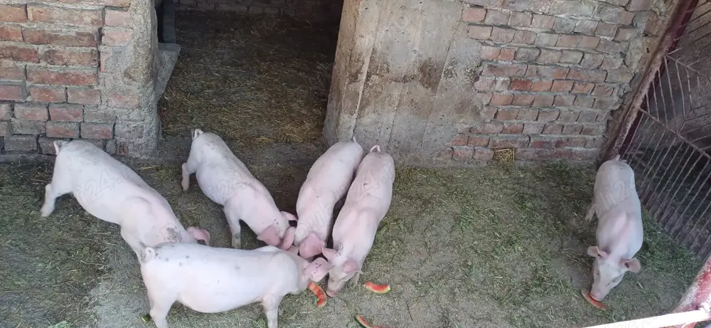 Vand purcei Vand purcei