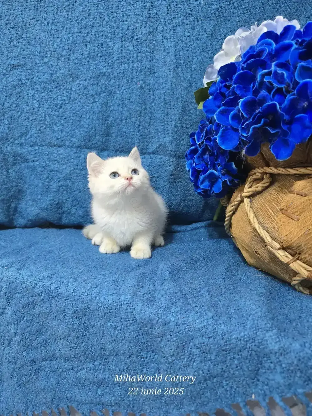  british shorthair, pedigree 