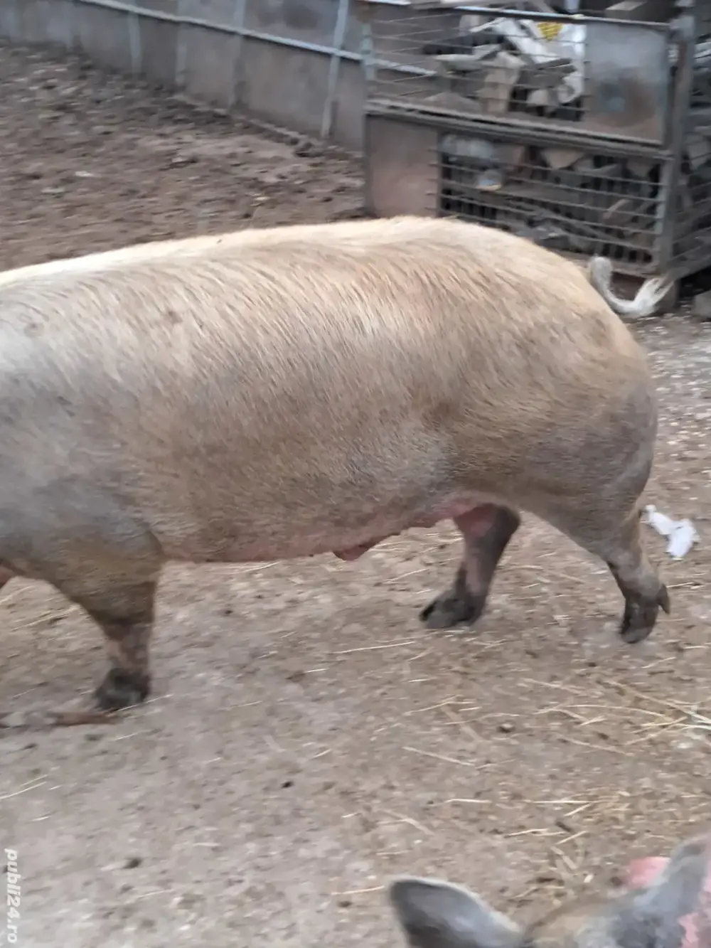 porci de carne 
