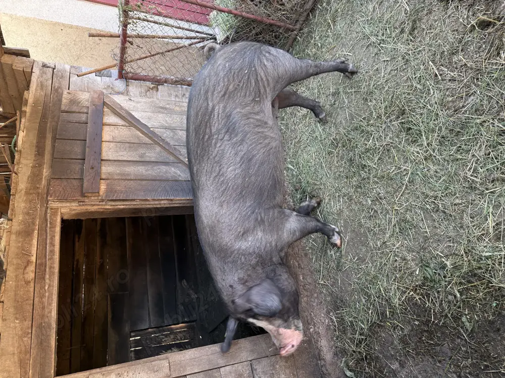 Porc de vanzare 180 kg 