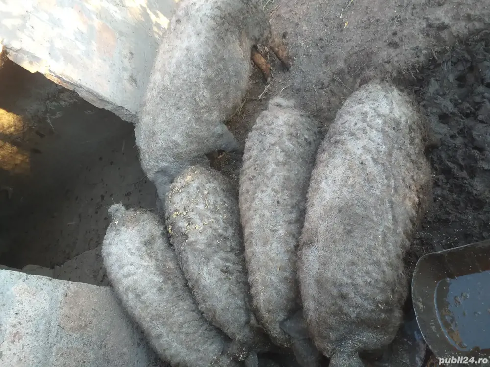 2 vierusi din rasa mangalita  in jur la 50 de kg 