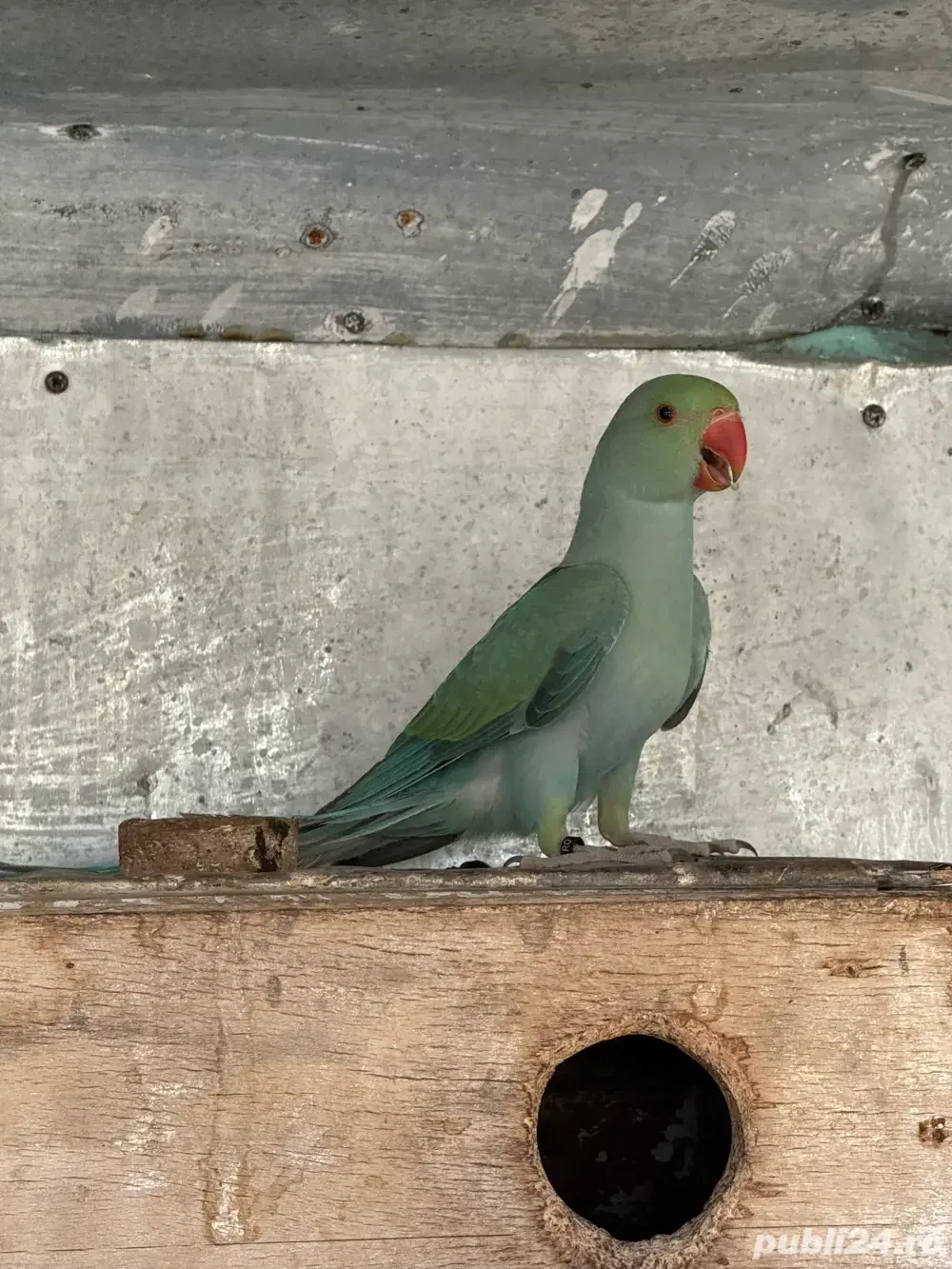 pui papagali micul alexandru