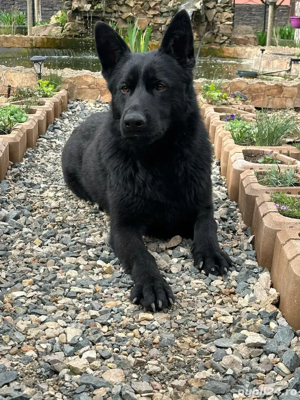 Ciobanesc german alsacian