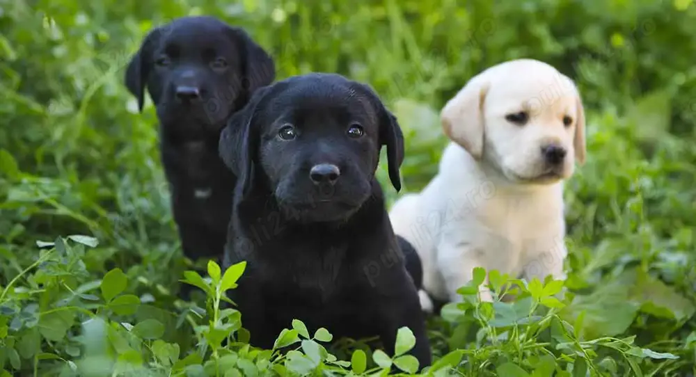 Hrana GRATUITA-Labrador Retriever de vanzare cu Factura,Microcip,Carnet,Vaccin! Livrare la Sibiu