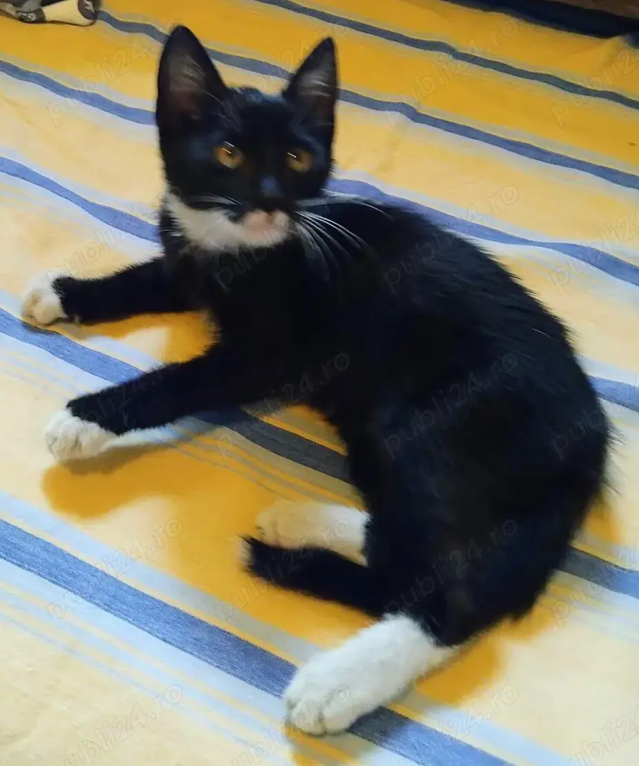 Metis Bombay cu Angora. gratuit