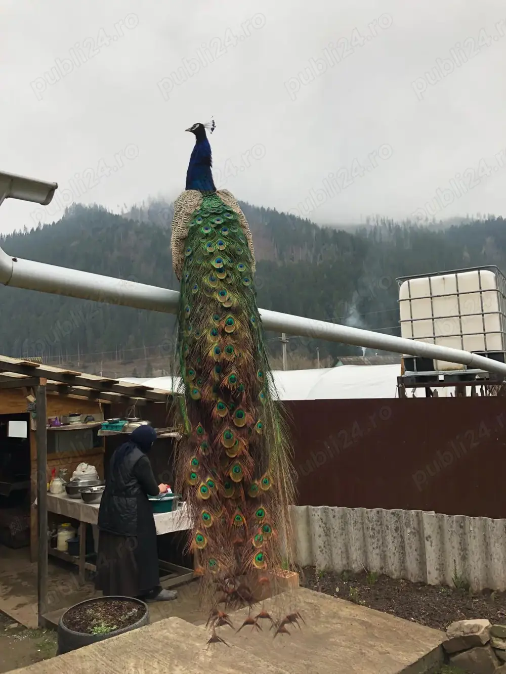 Vand paun mascul, adult Vand paun mascul, adult