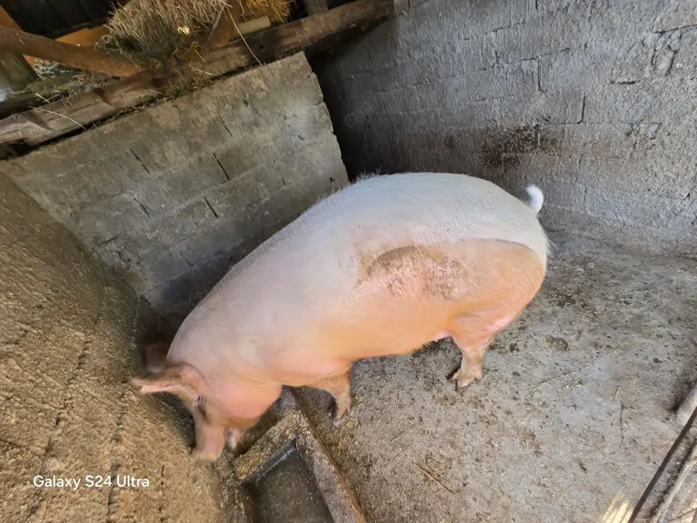 Animalut la alegere unul aprox 150 de kg sau unul de 250 de kg Animalut la alegere unul aprox 150 de kg sau unul de 250 de kg