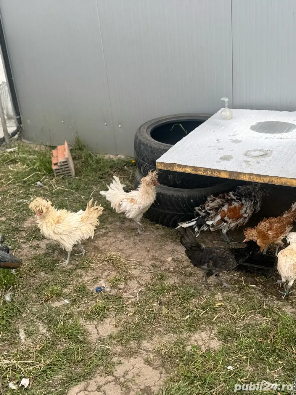 motata olandeza , paduana , motate cocosi