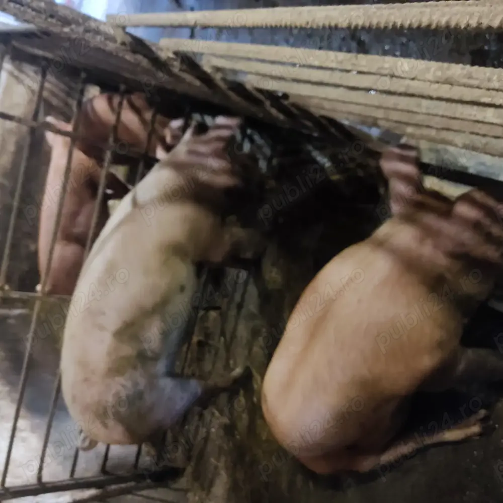 Porc de casă Porc de casă