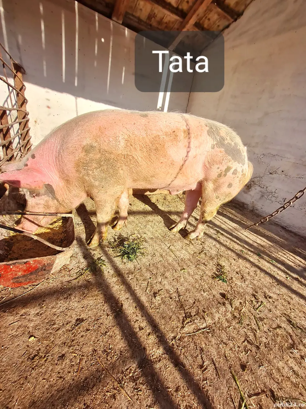 Vier disponibil pentru monta