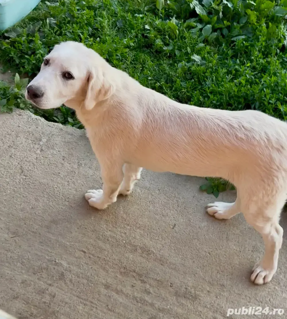 Asia centrala superb , calitate  Top Asia centrala superb , calitate  Top