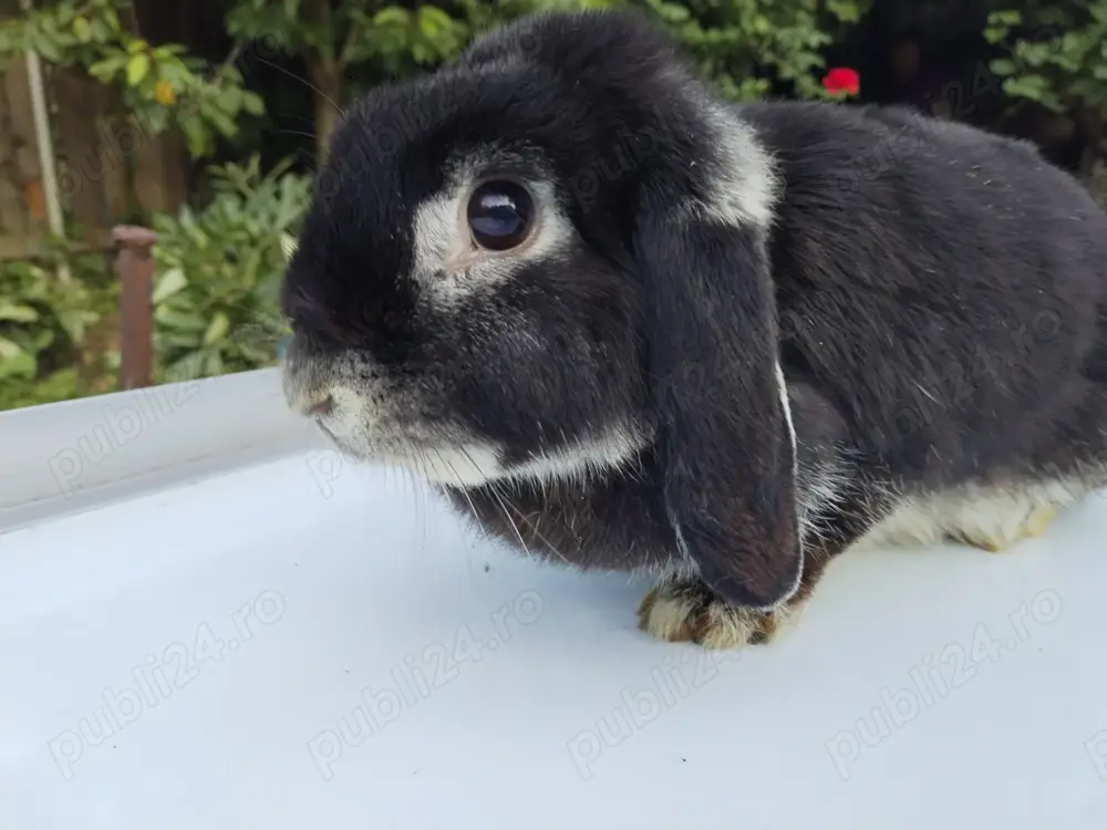 Iepuri Femela Berbec German Pitic Mini Loop