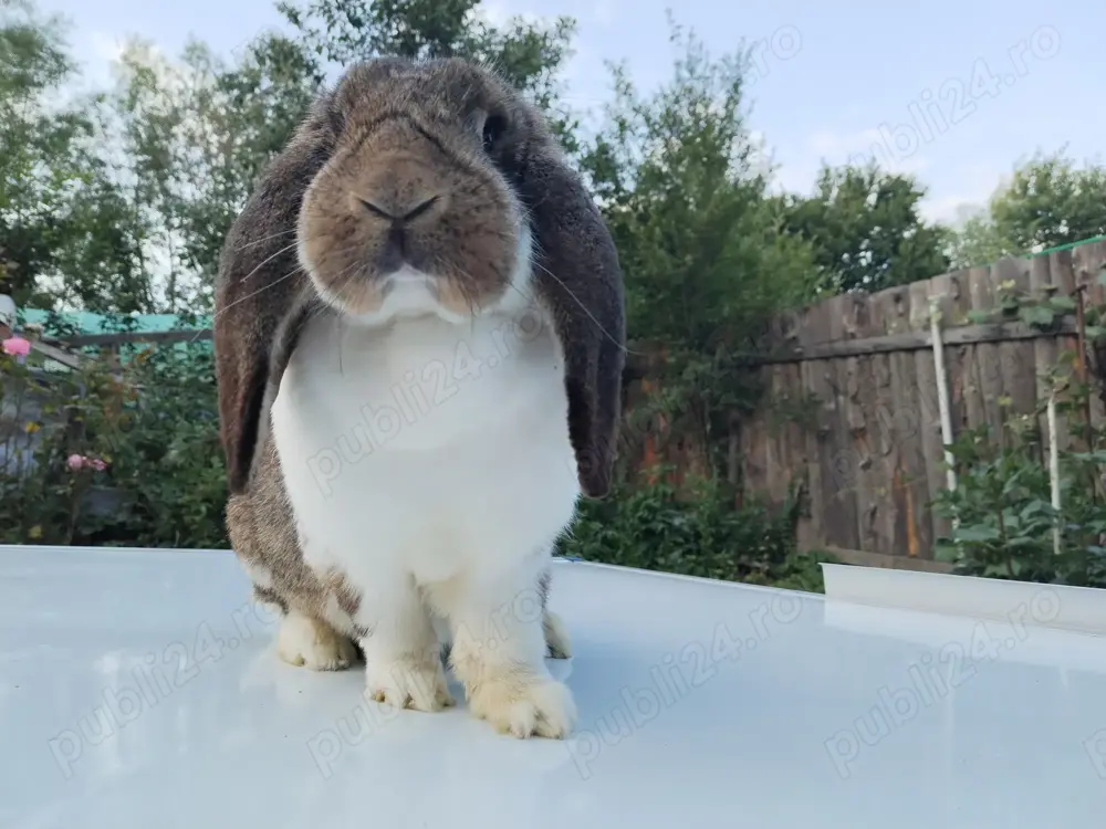 Femelă Uriaș Berbec German - iepuri