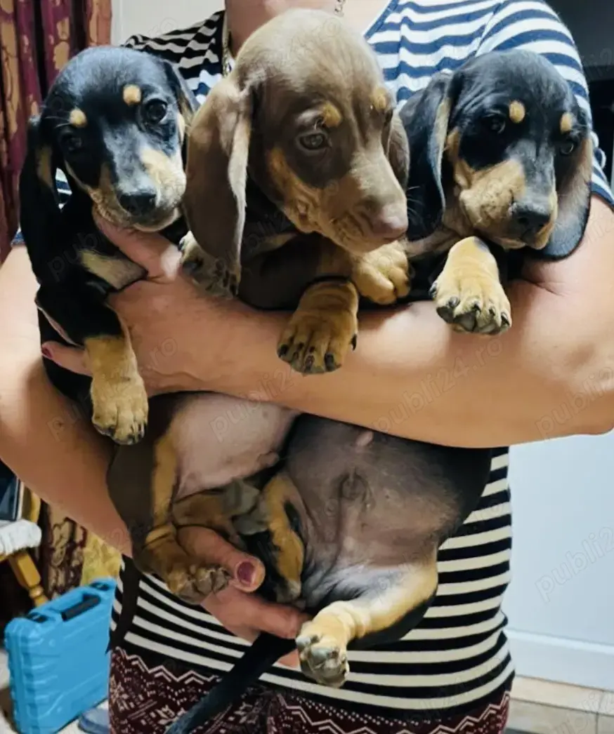 Pui Teckel Dachshund 