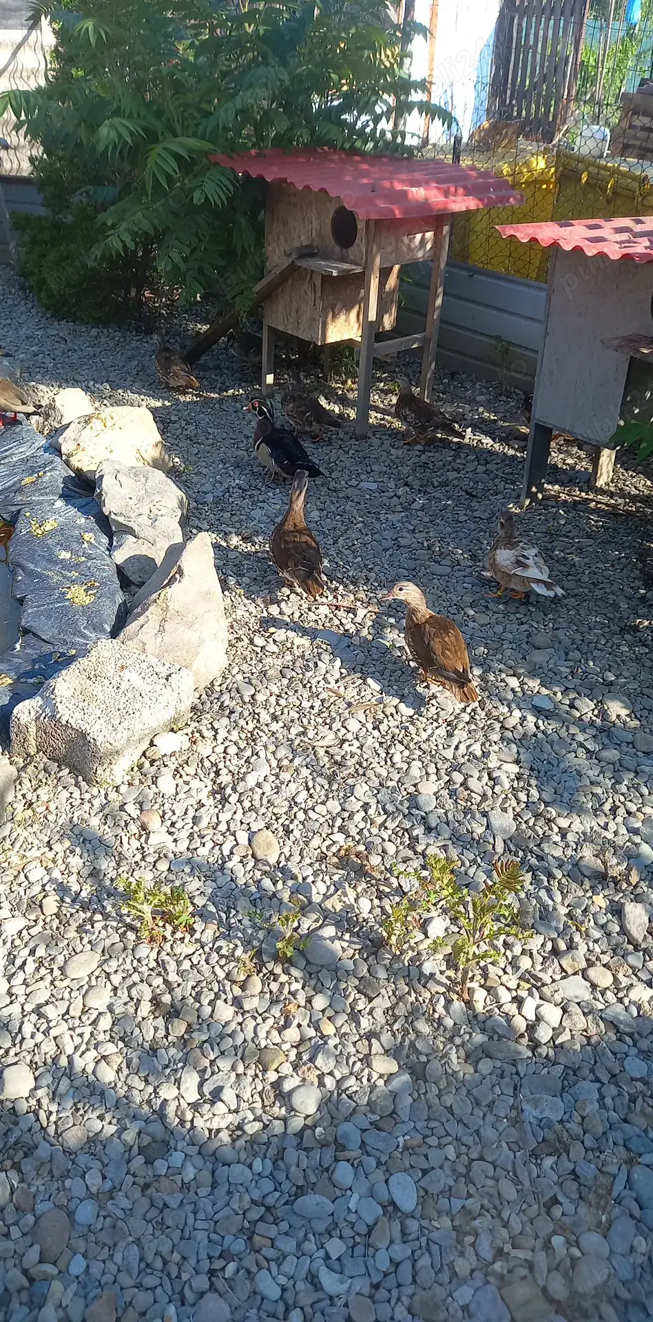 Rate exotice perechi Rate exotice perechi