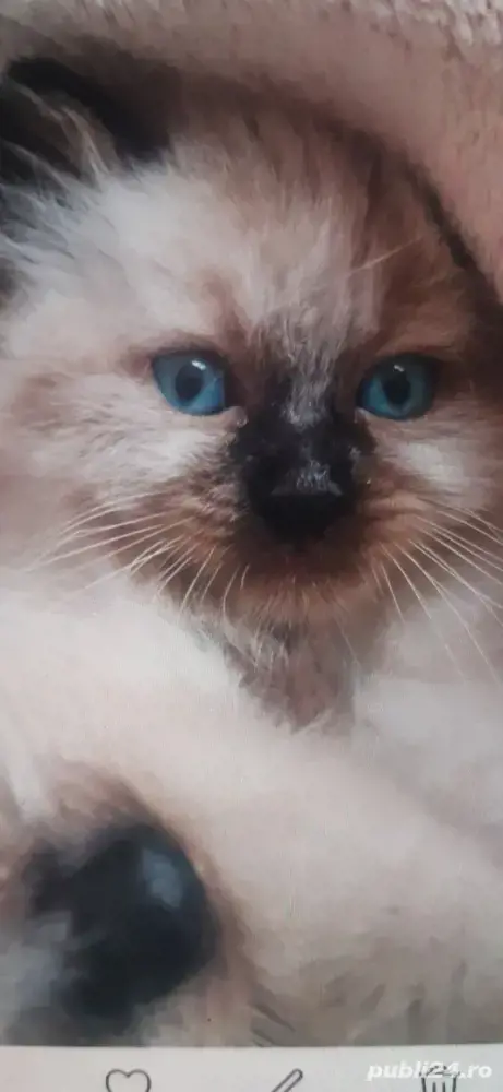 pui pisica birmaneza 