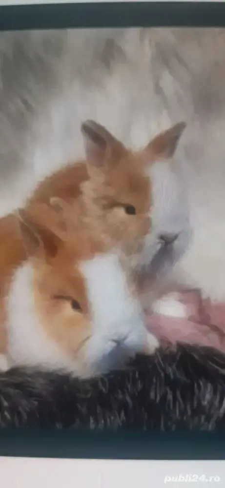 pui iepuri pitici Mini Toy