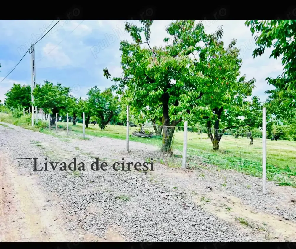 Teren cu livada de ciresi