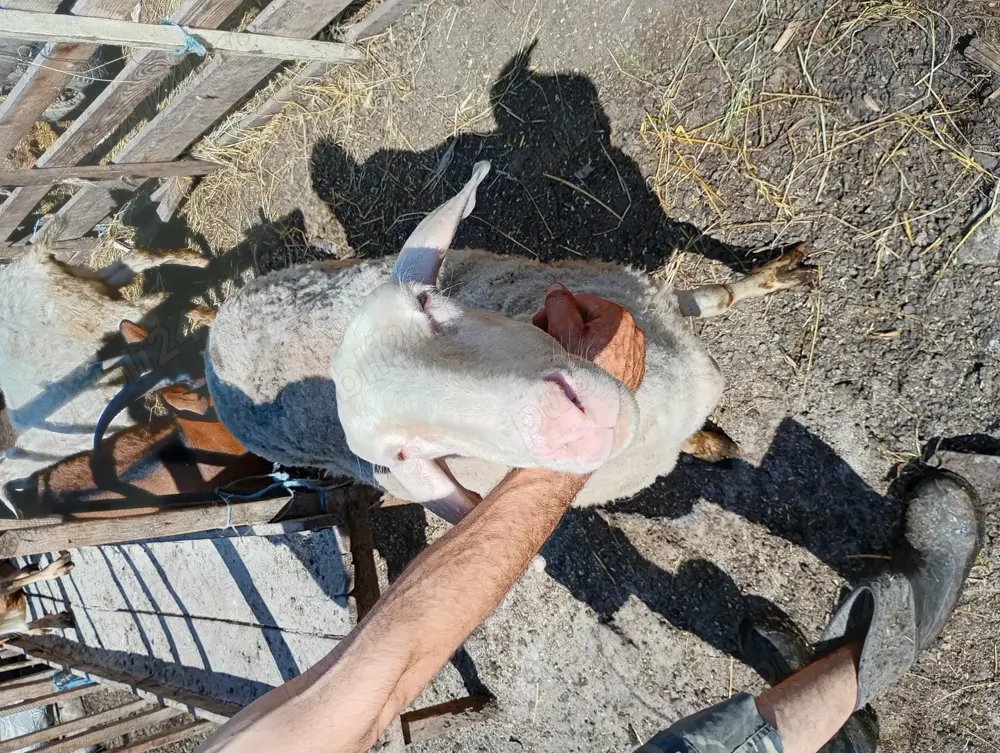 Vând 3 oi bergamasca cu 3 miei în vârstă de 3 4 luni Vând 3 oi bergamasca cu 3 miei în vârstă de 3 4 luni