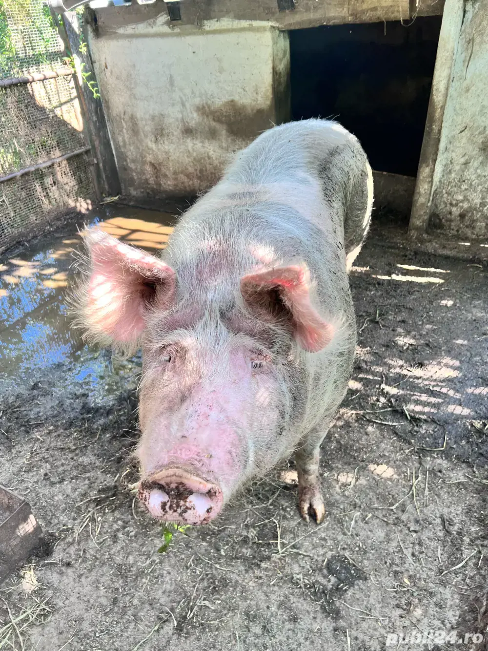 Vand porc pietrain crescut bio