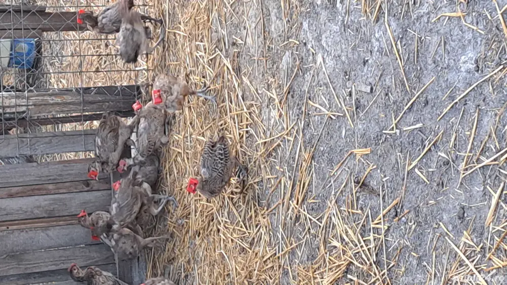 fazani comuni de vânzare  fazani comuni de vânzare