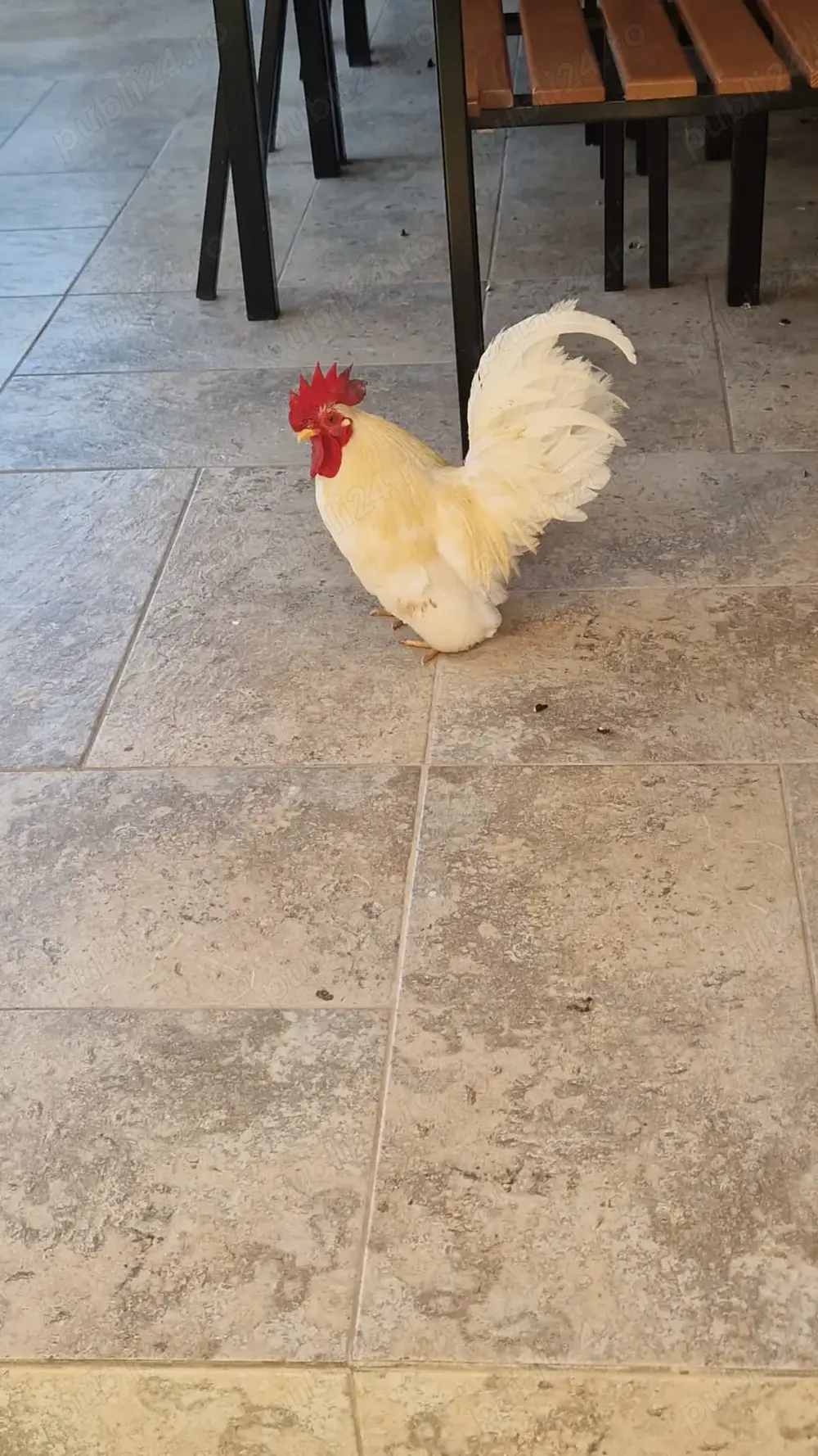 Găini pitice și mari de rasa